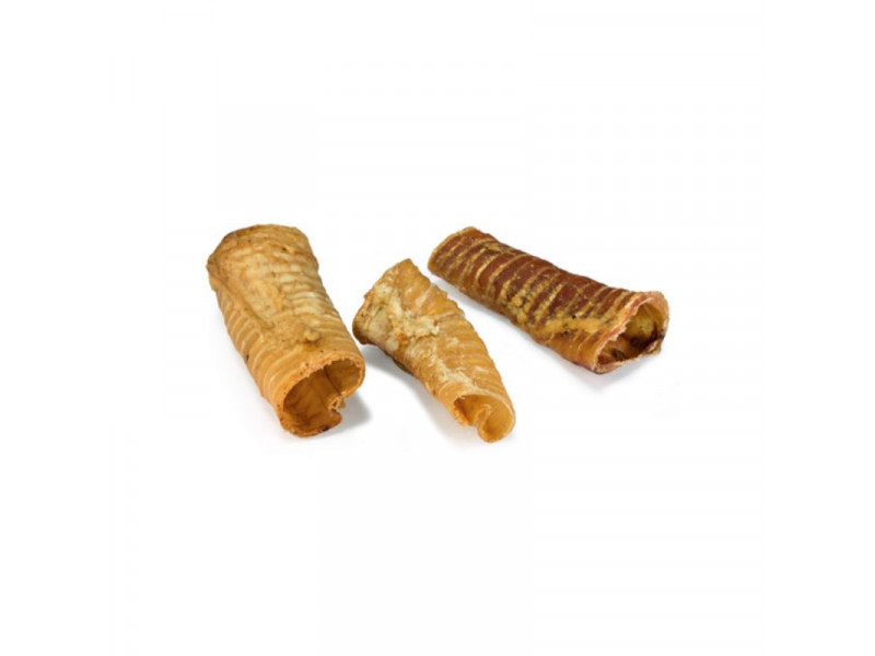 Traquea deshidratada